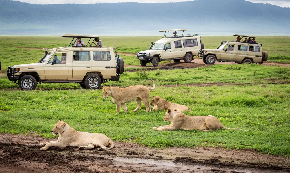 Game Drives
