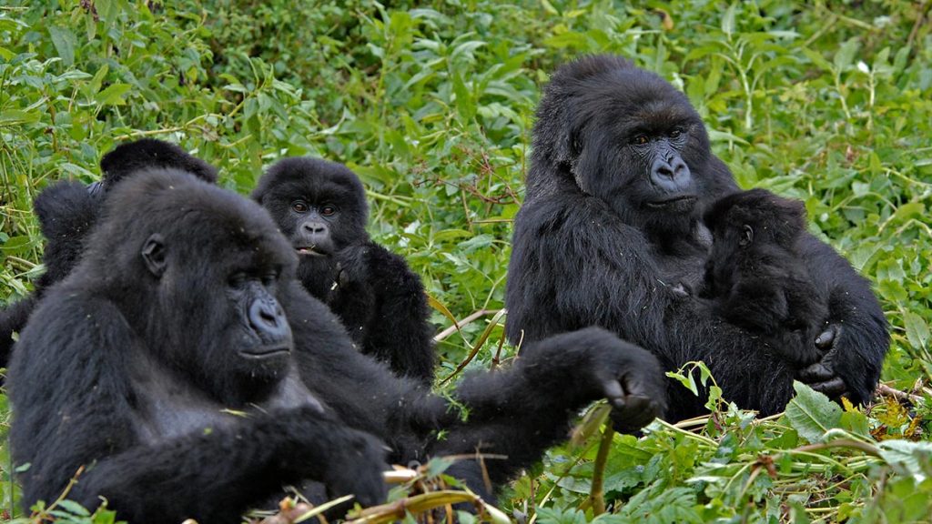 Gorilla Trekking
